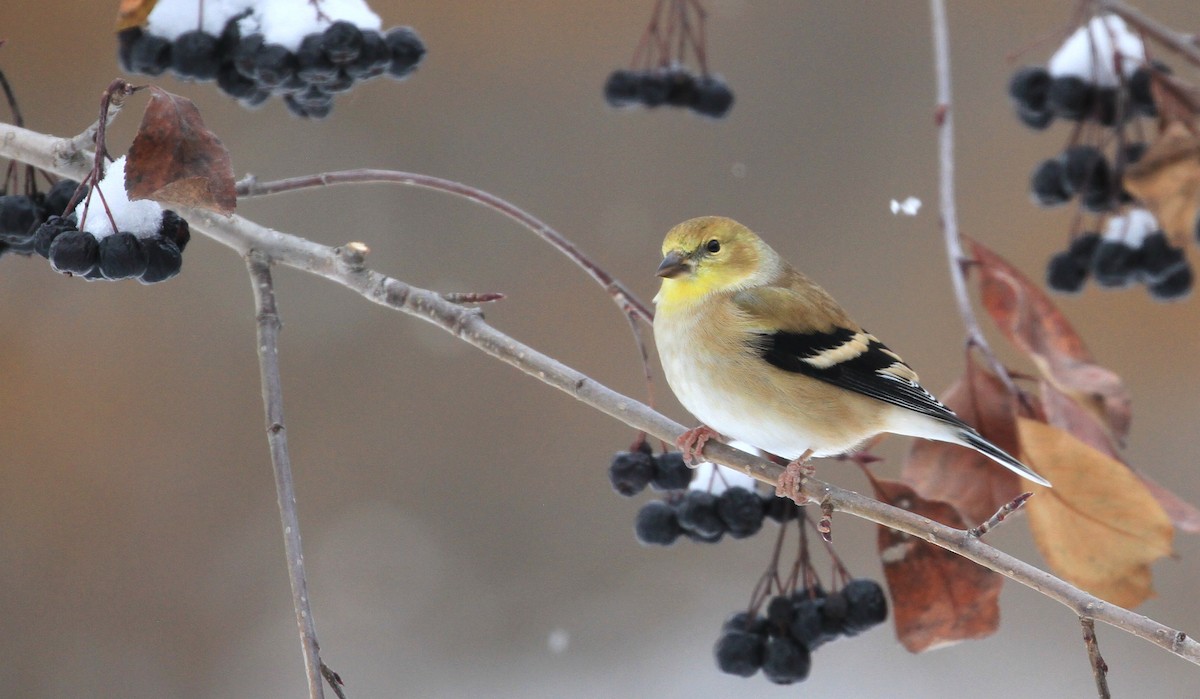 American Goldfinch - Diane St-Jacques
