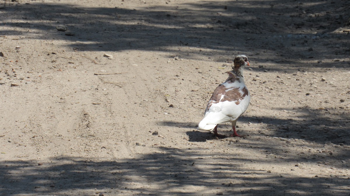 Rock Pigeon (Feral Pigeon) - ML188339051