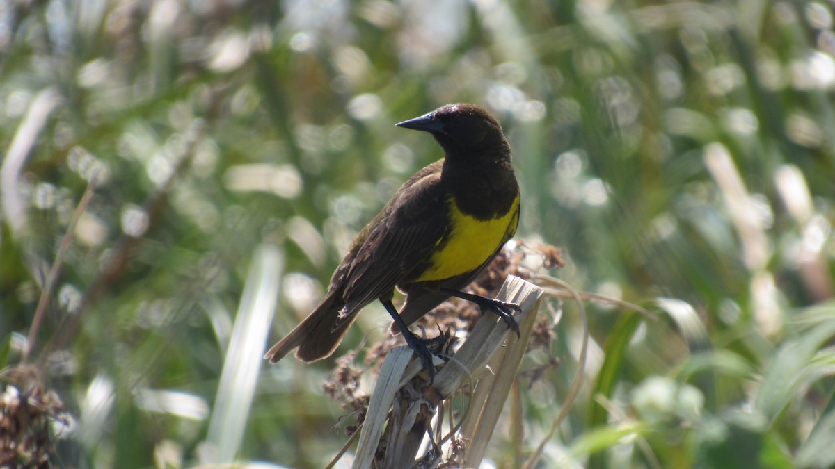 Brown-and-yellow Marshbird - ML188339991