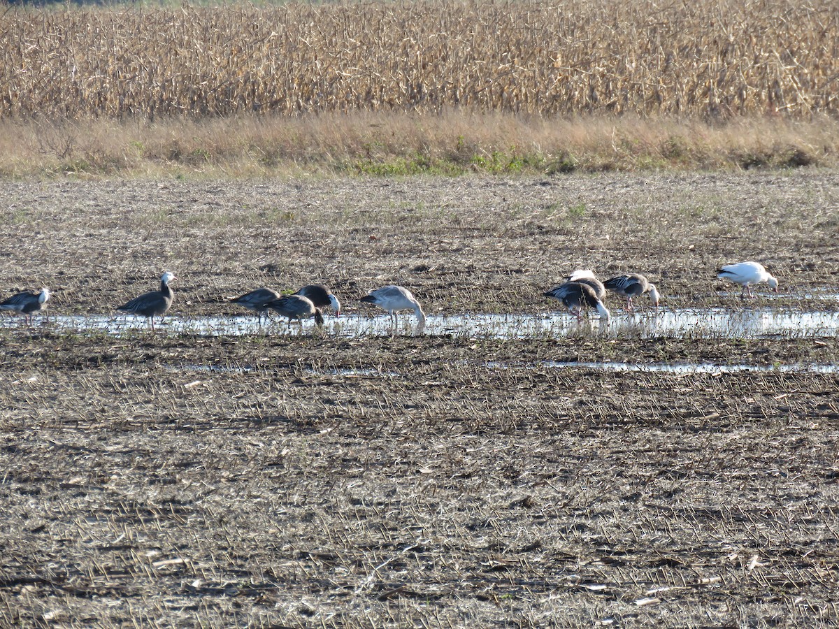 eBird Checklist - 2 Nov 2019 - Tennessee NWR--Duck River Unit--Refuge ...