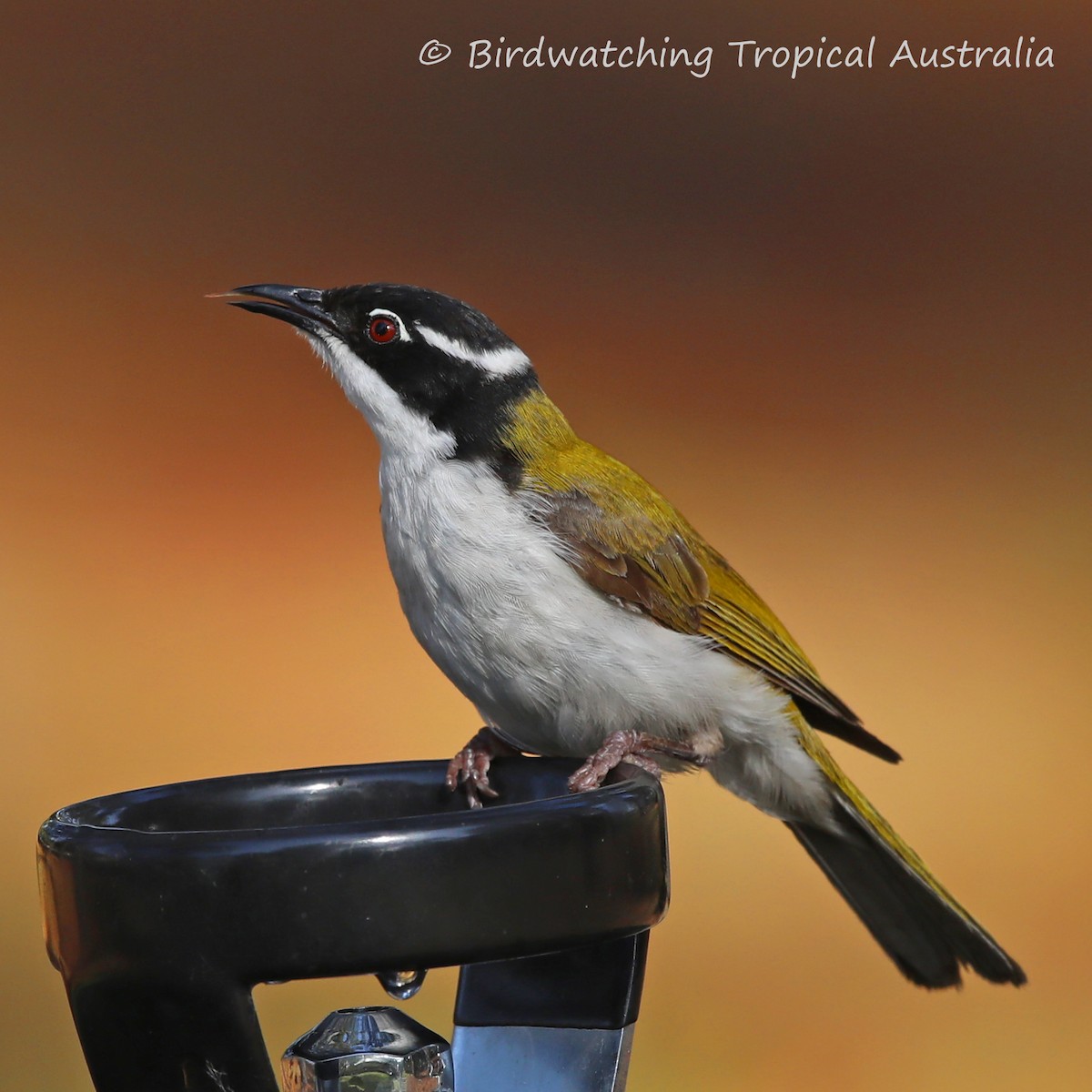 White-throated Honeyeater - Doug Herrington || Birdwatching Tropical Australia Tours