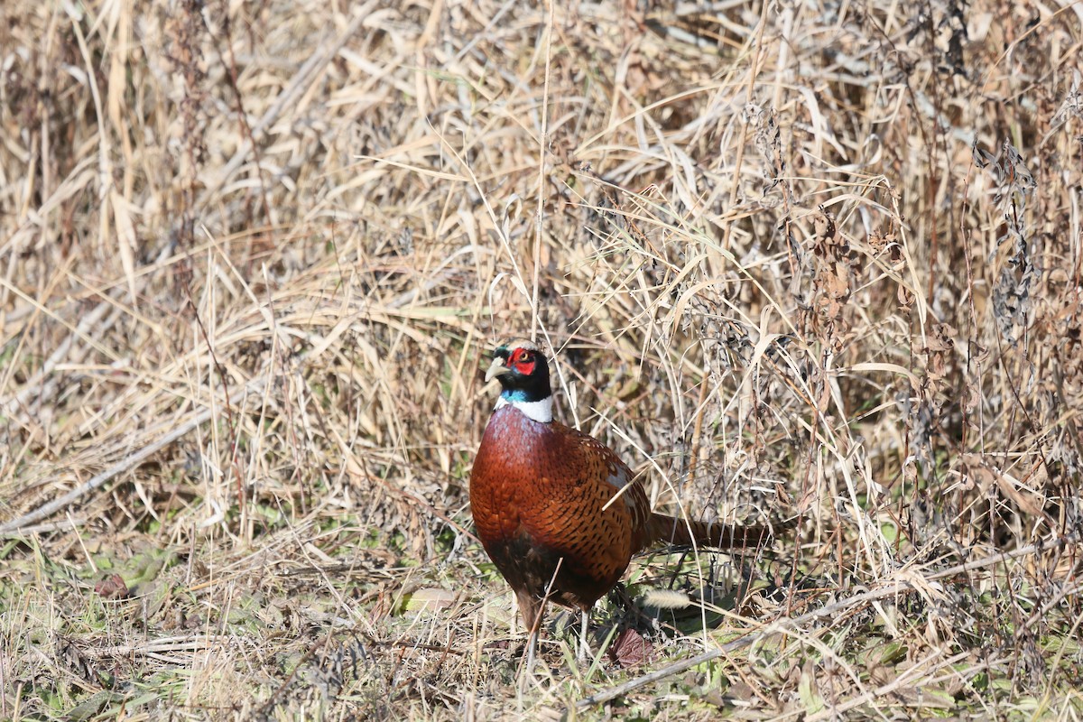 eBird Checklist 16 Nov 2019 Killdeer Plains Wildlife Area (Wyandot