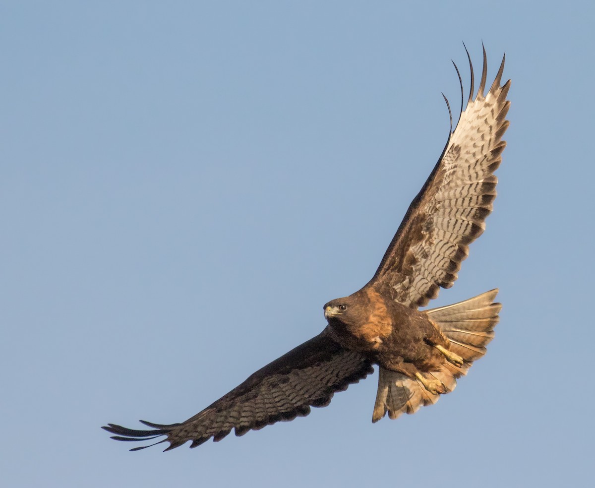 Red-tailed Hawk (calurus/alascensis) - Iris Kilpatrick