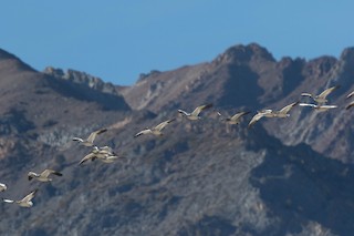 Snow Goose, ML188358841