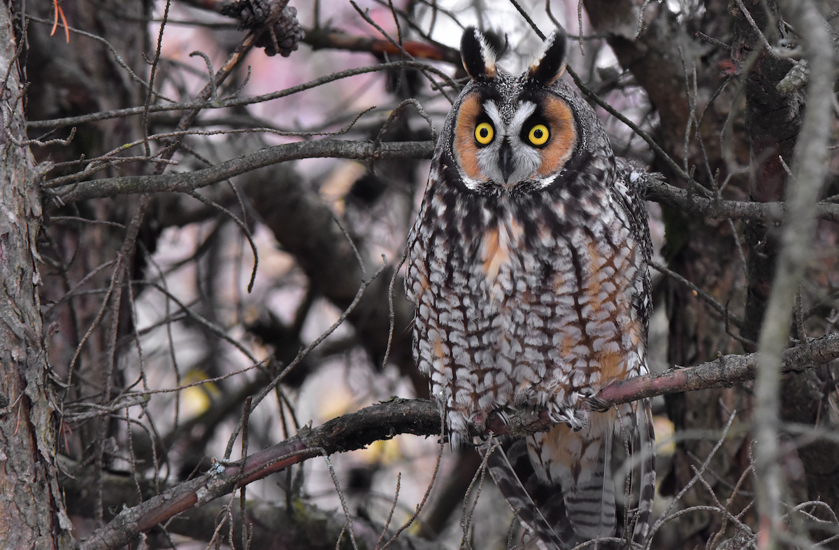 Long-eared Owl - ML188362181