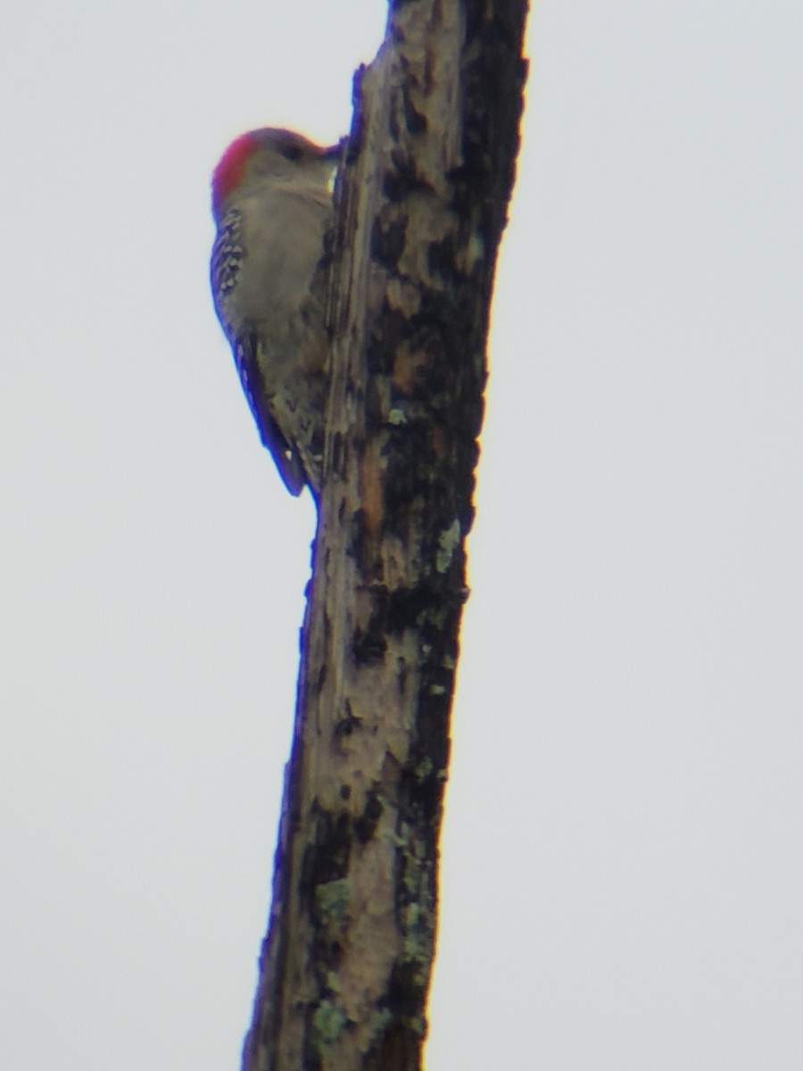 Red-bellied Woodpecker - ML188368631