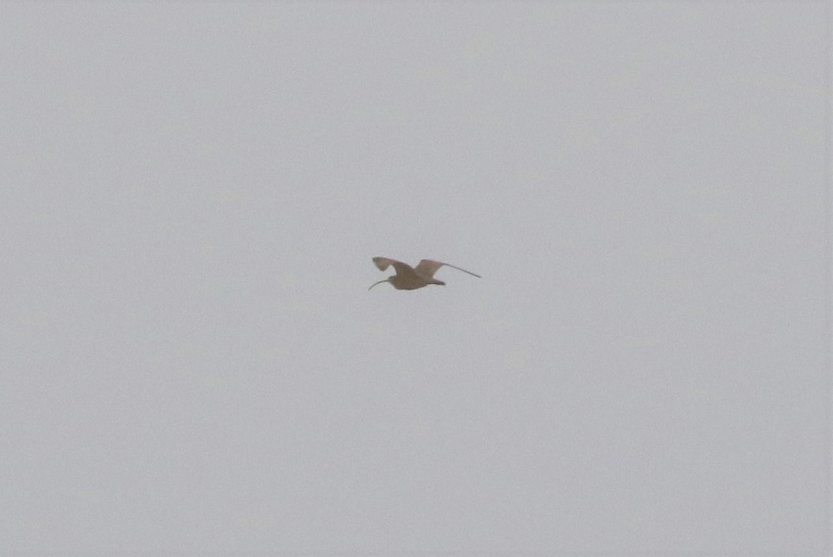 Long-billed Curlew - ML188370451