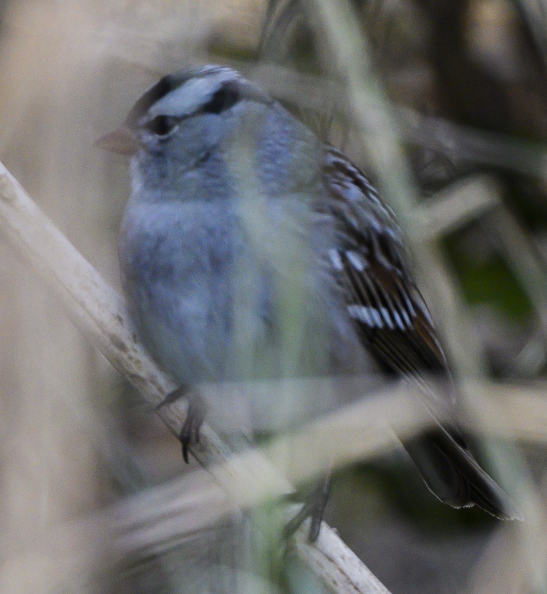 White-crowned Sparrow - ML188374381