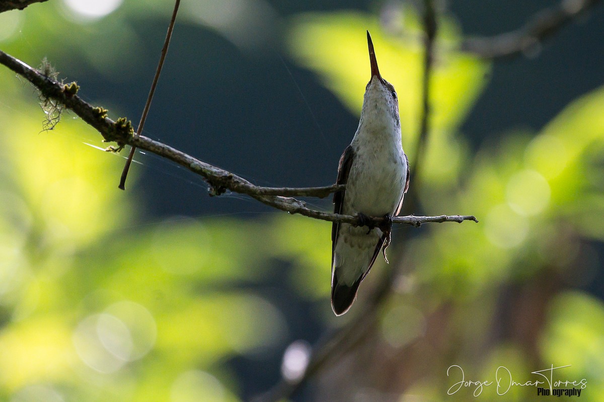 White-bellied Hummingbird - Jorge Omar Torres