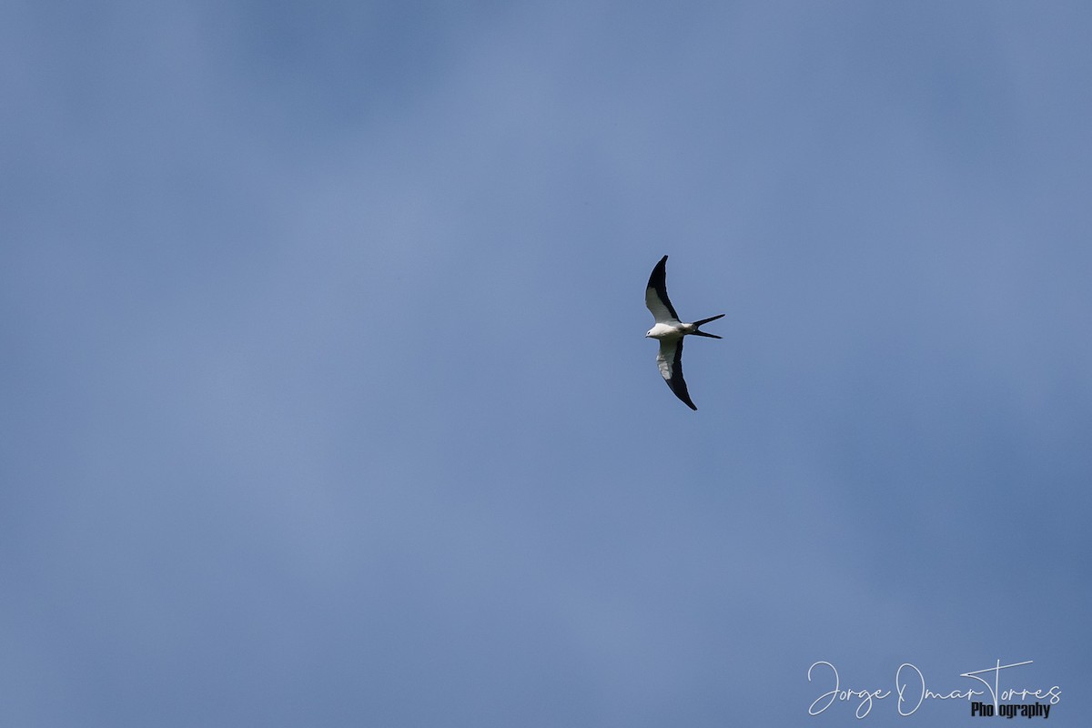 Swallow-tailed Kite - Jorge Omar Torres