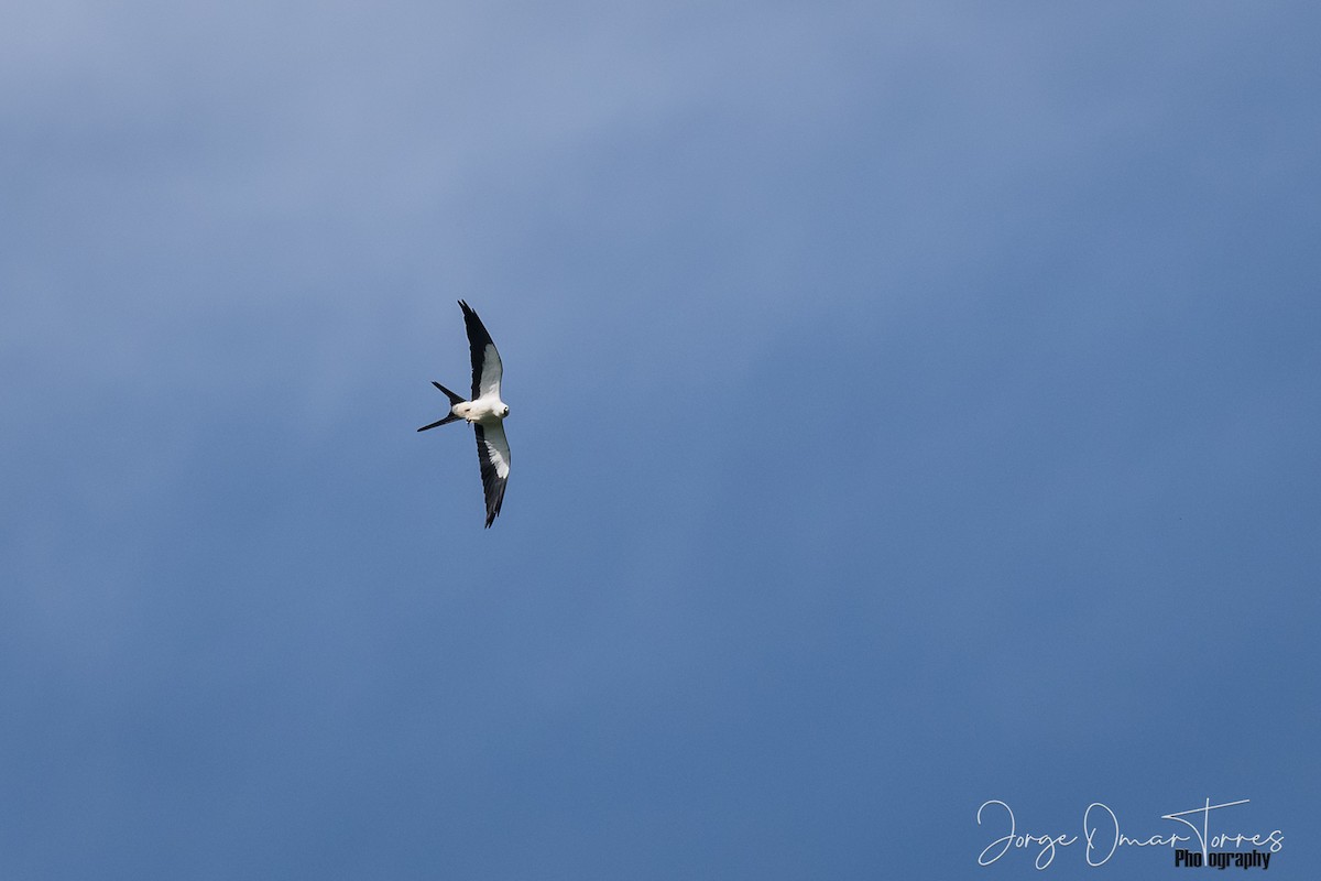 Swallow-tailed Kite - ML188381691