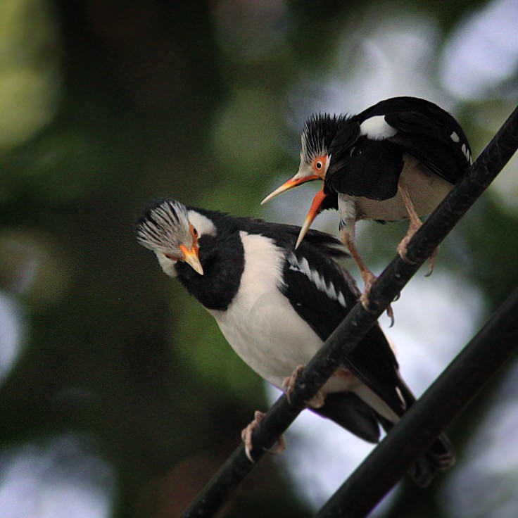Asian Pied Starling (Asian) - ML188384241