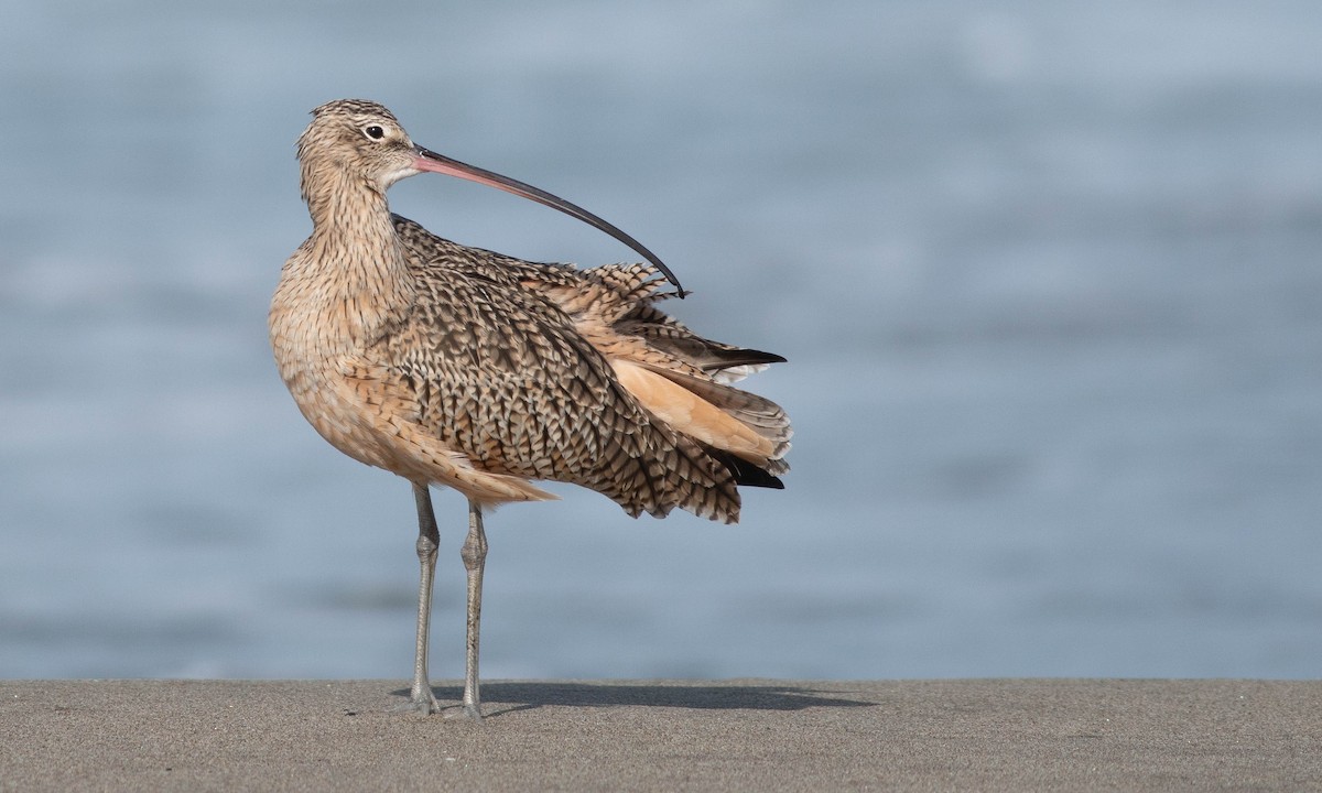 Long-billed Curlew - ML188384731