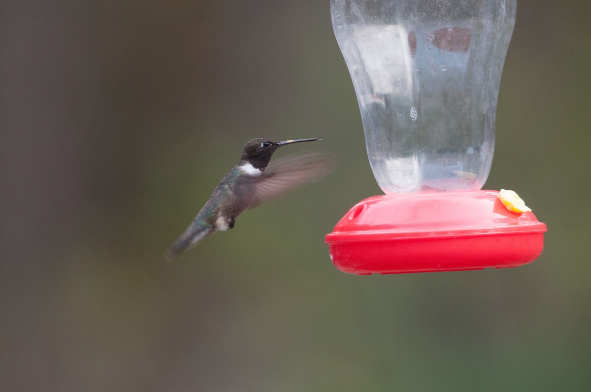 Black-chinned Hummingbird - ML188388531
