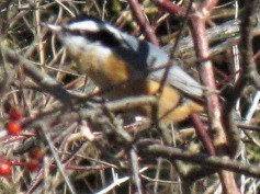 Red-breasted Nuthatch - Mark Fitzsimmons