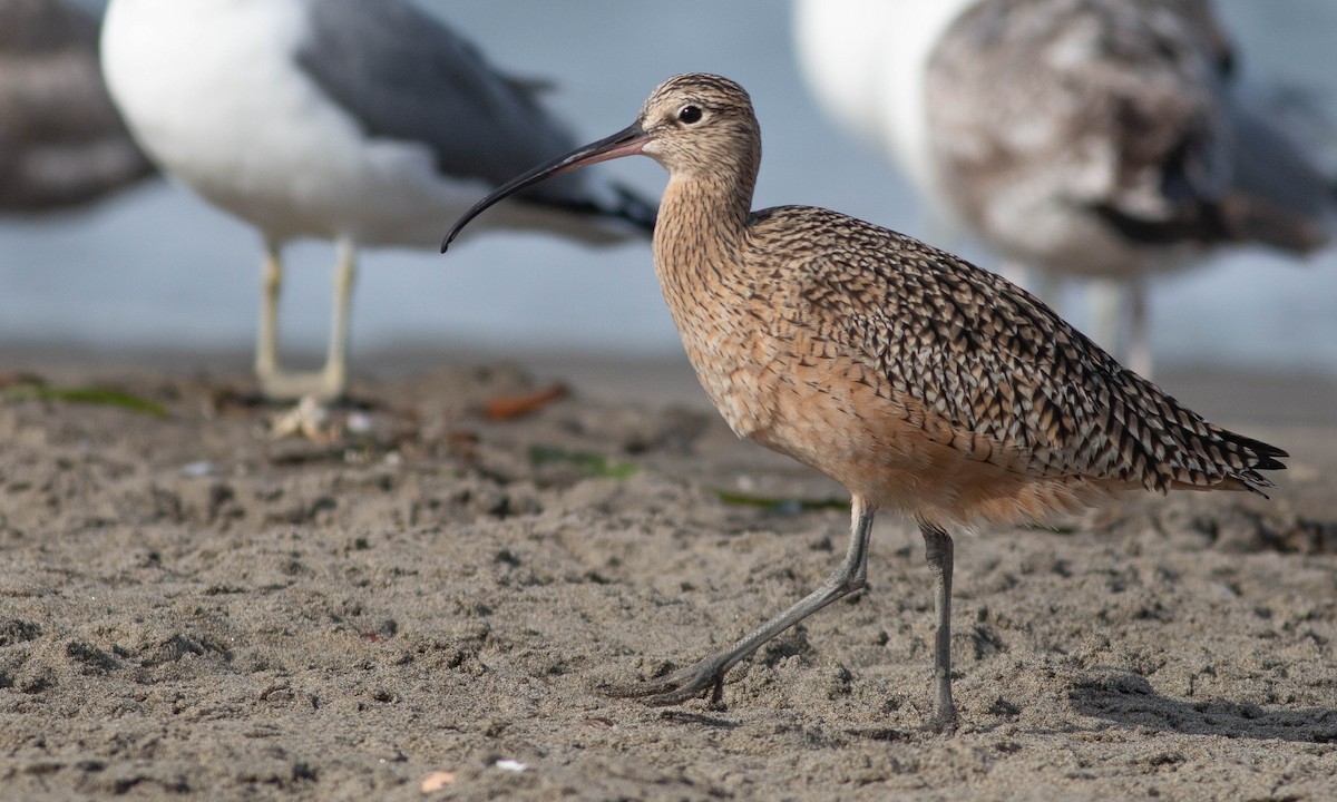 Long-billed Curlew - ML188393411