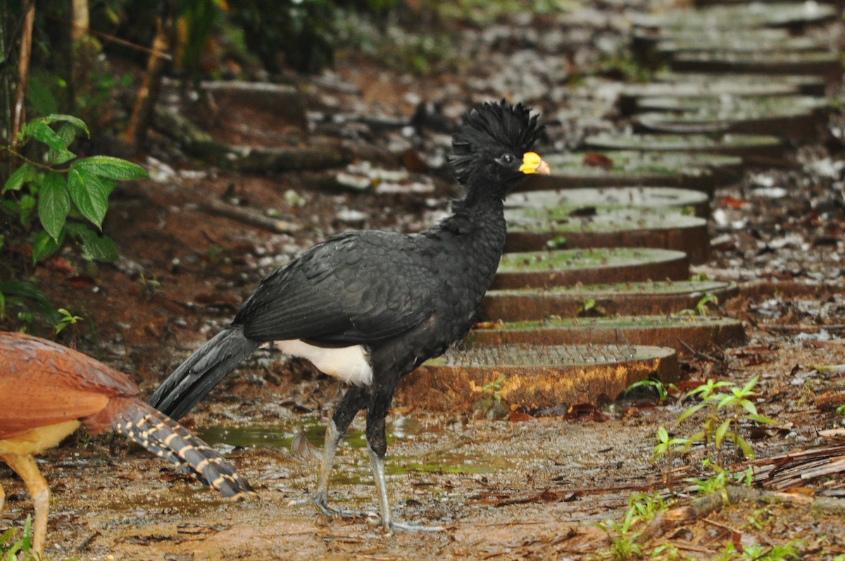 Great Curassow - Leandro Arias
