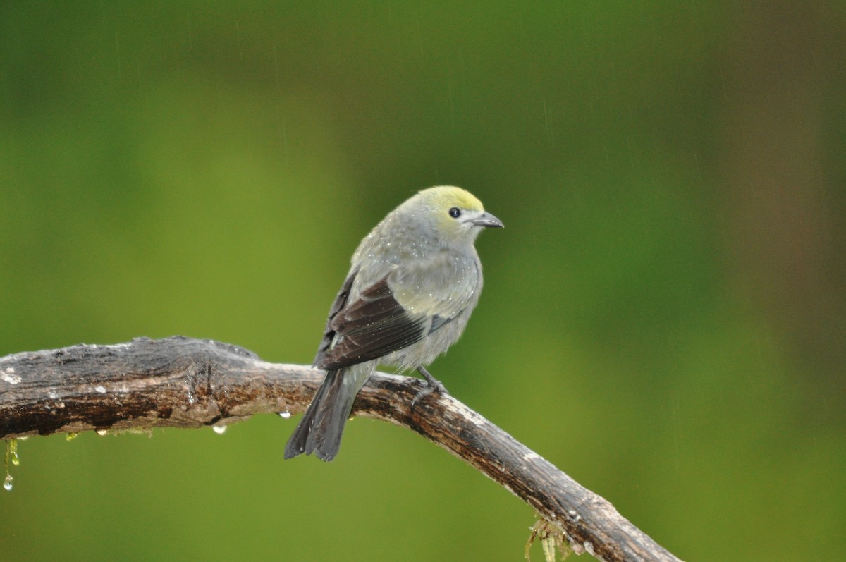 Palm Tanager - ML188395131