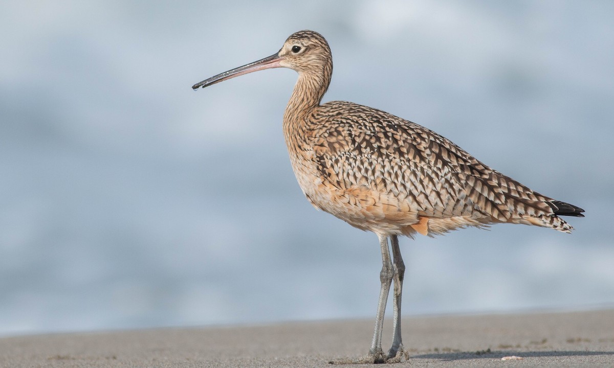 Long-billed Curlew - ML188395891