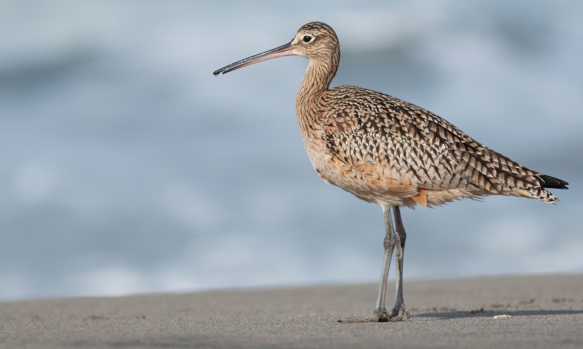 Long-billed Curlew - ML188395901