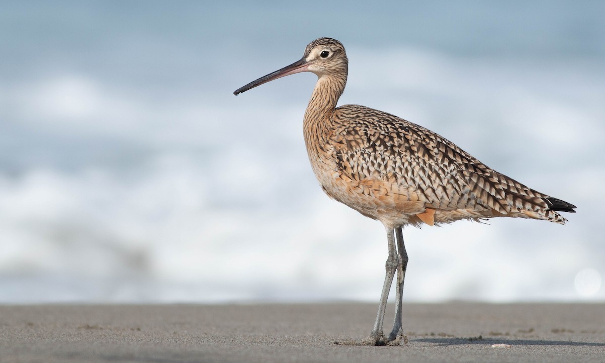 Long-billed Curlew - ML188395911
