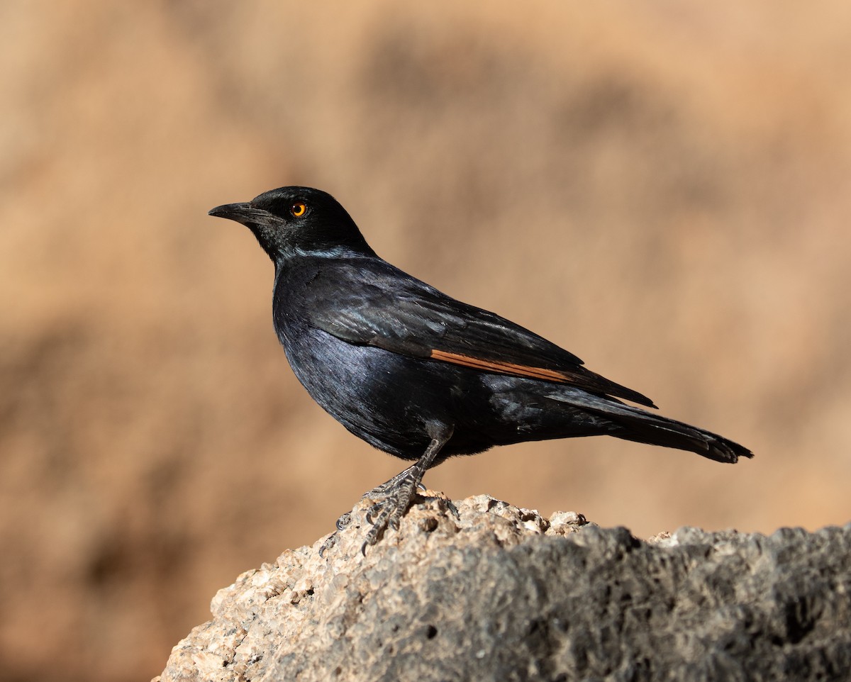 Pale-winged Starling - ML188396181
