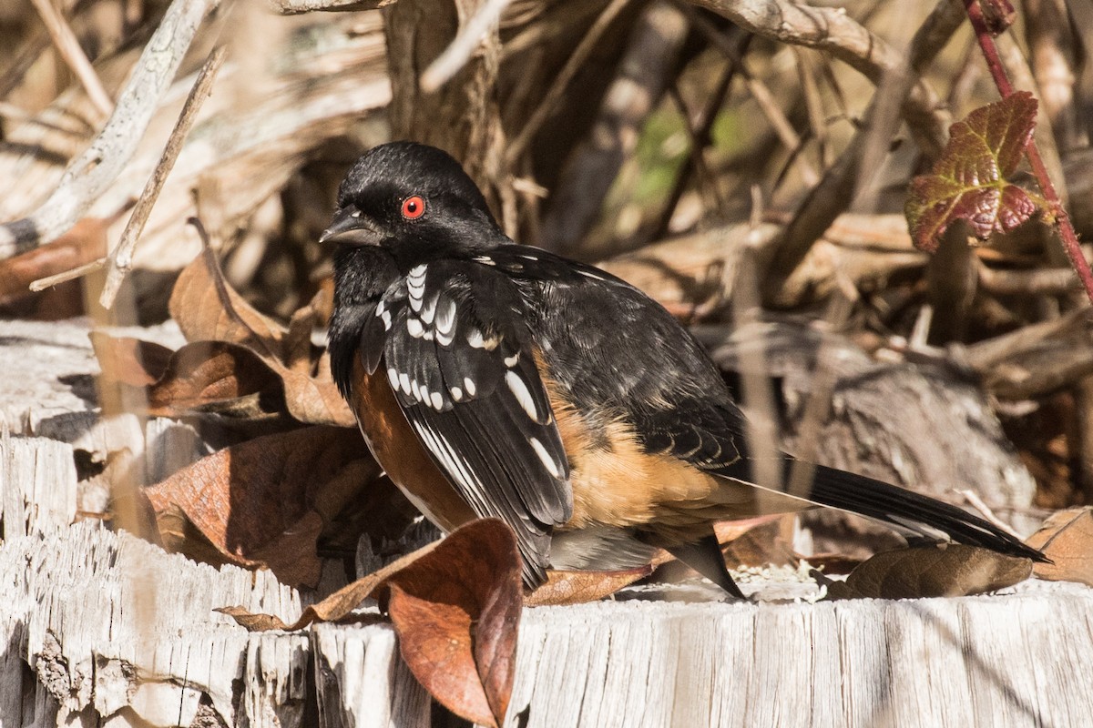 Spotted Towhee - ML188401871