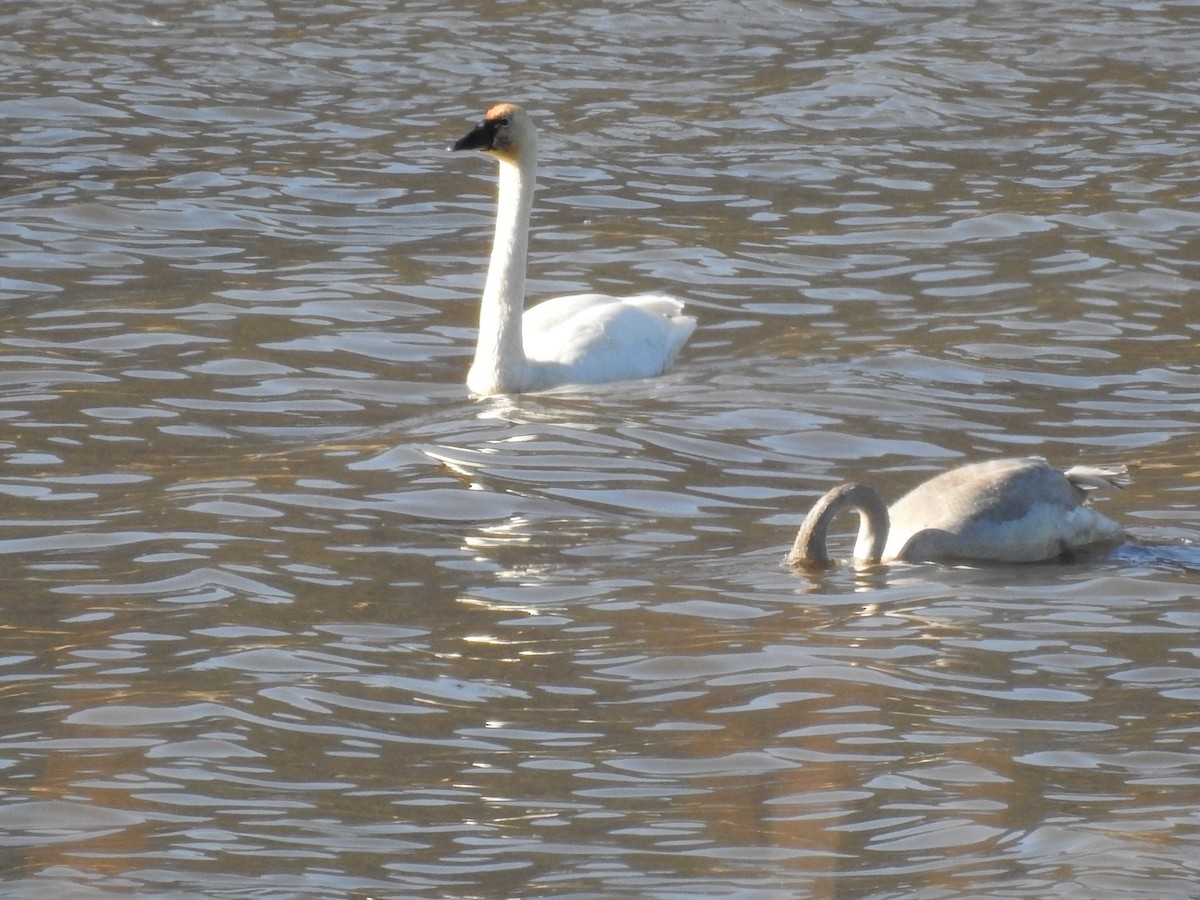 Tundra Swan (Whistling) - ML188409441