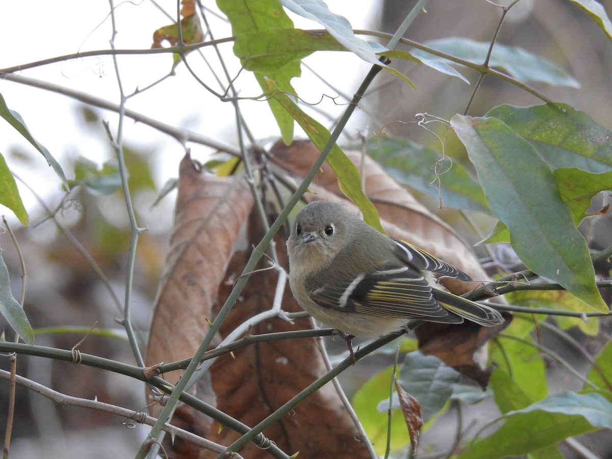 Ruby-crowned Kinglet - Brian  S