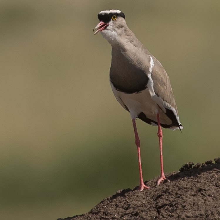 Crowned Lapwing - ML188416011