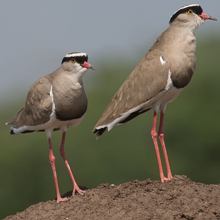 Crowned Lapwing - ML188416021
