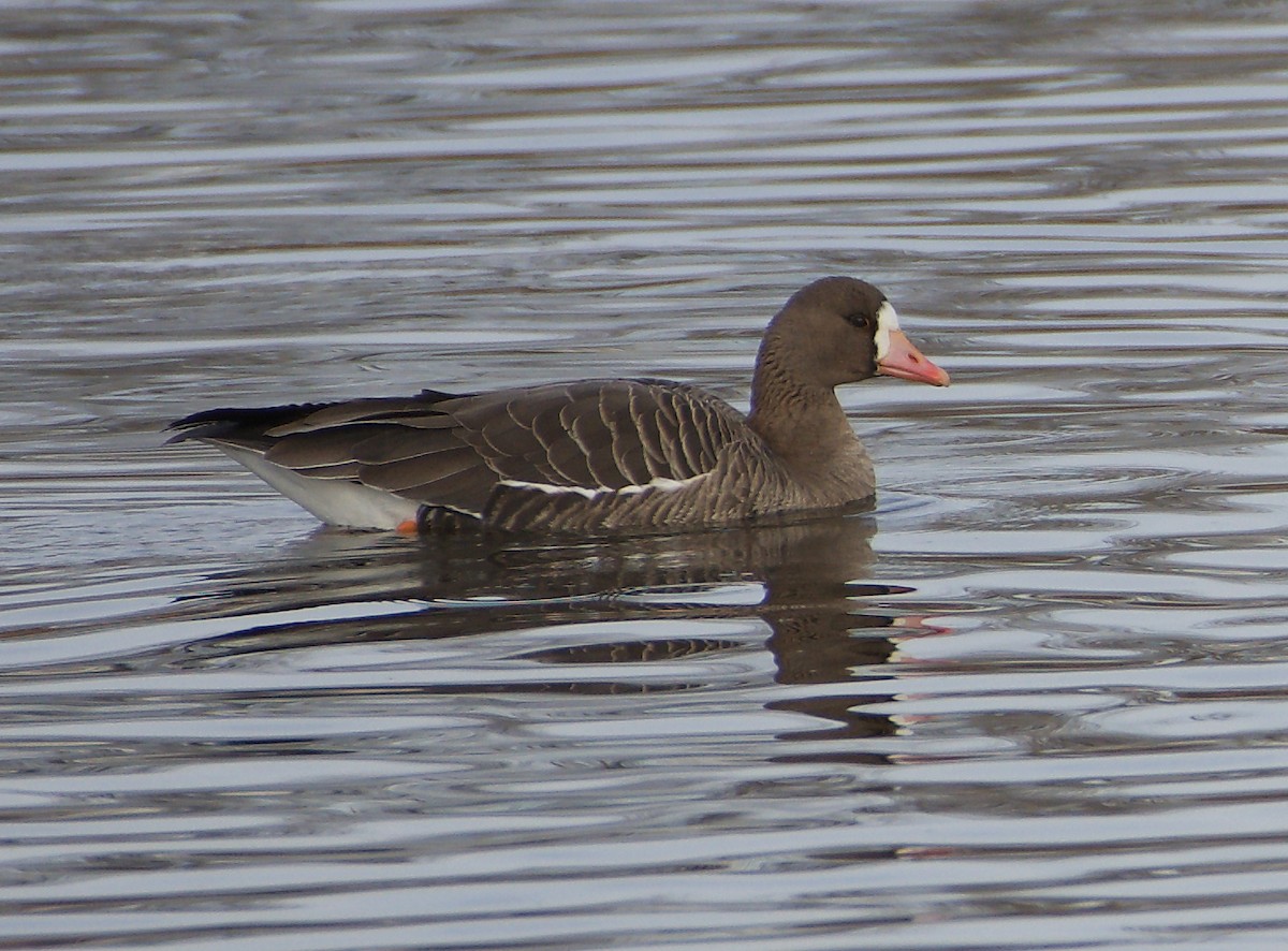 Greater White-fronted Goose - Mark Minner-Lee 🦉