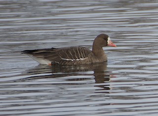 Greater White-fronted Goose, ML188419491