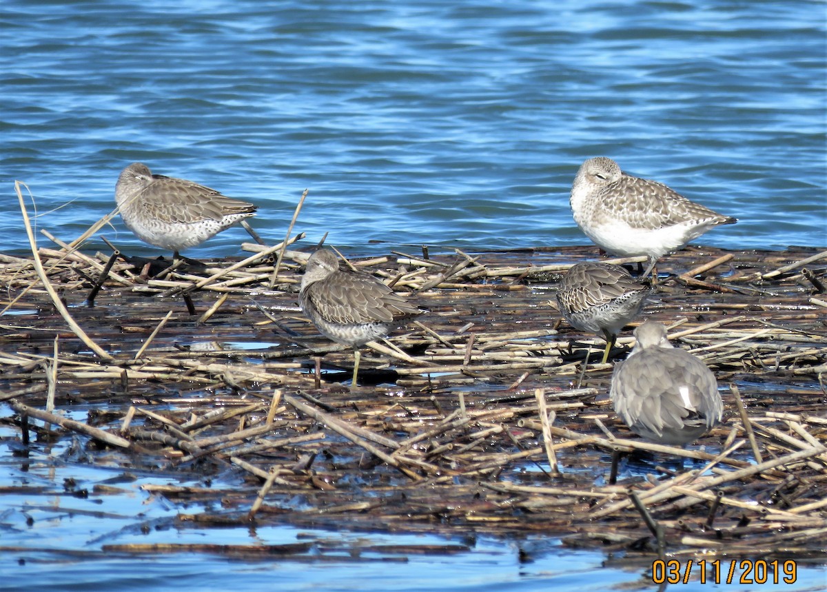 Long-billed Dowitcher - ML188422541
