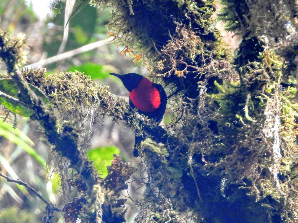 Red-collared Myzomela - ML188424351