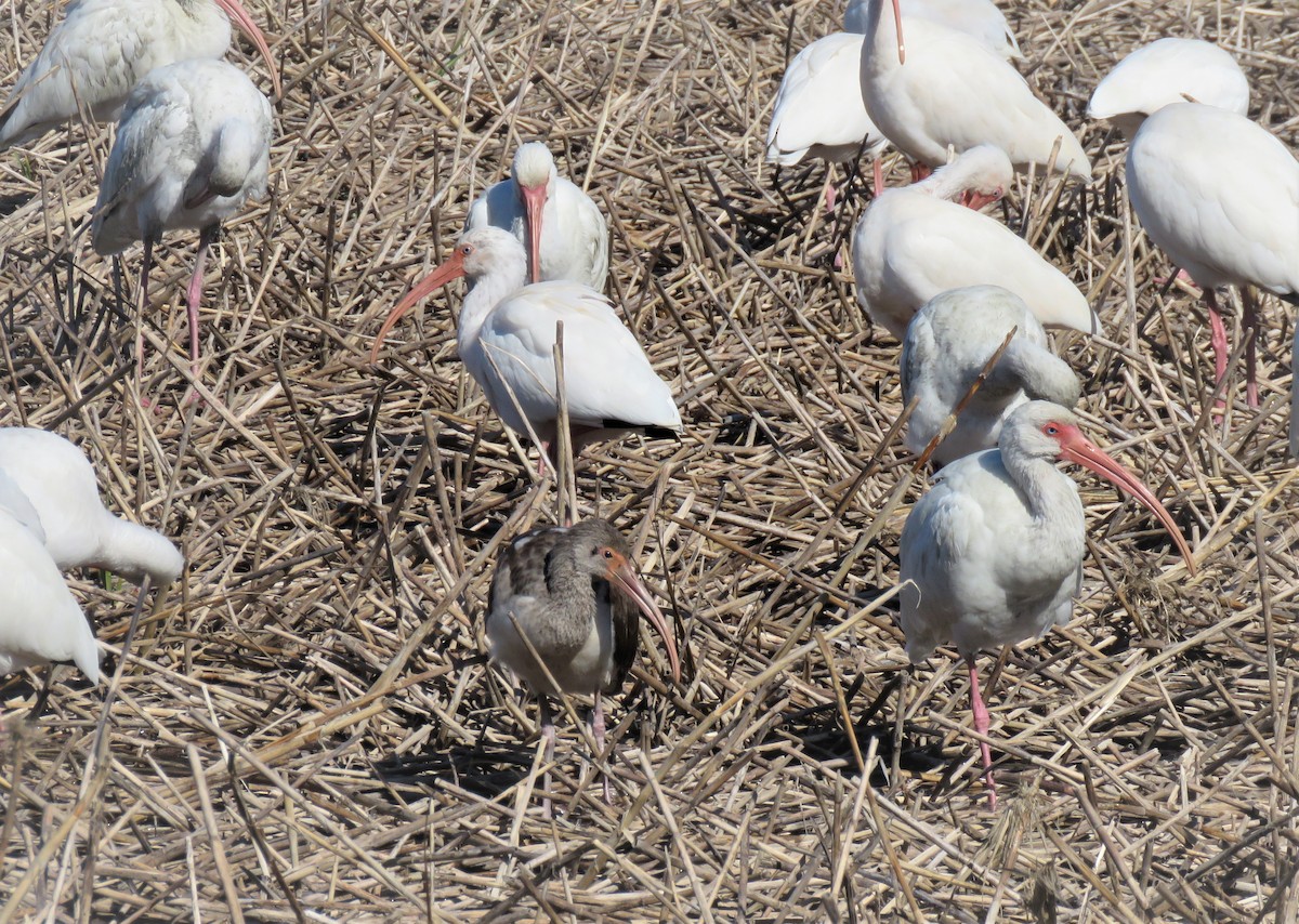 ibis bílý - ML188425031