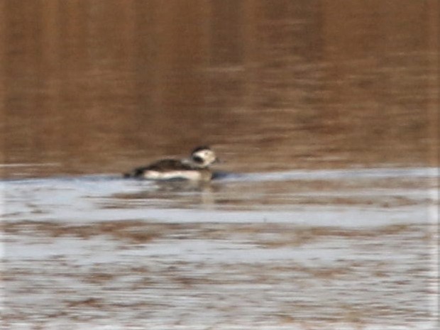 Long-tailed Duck - ML188425341