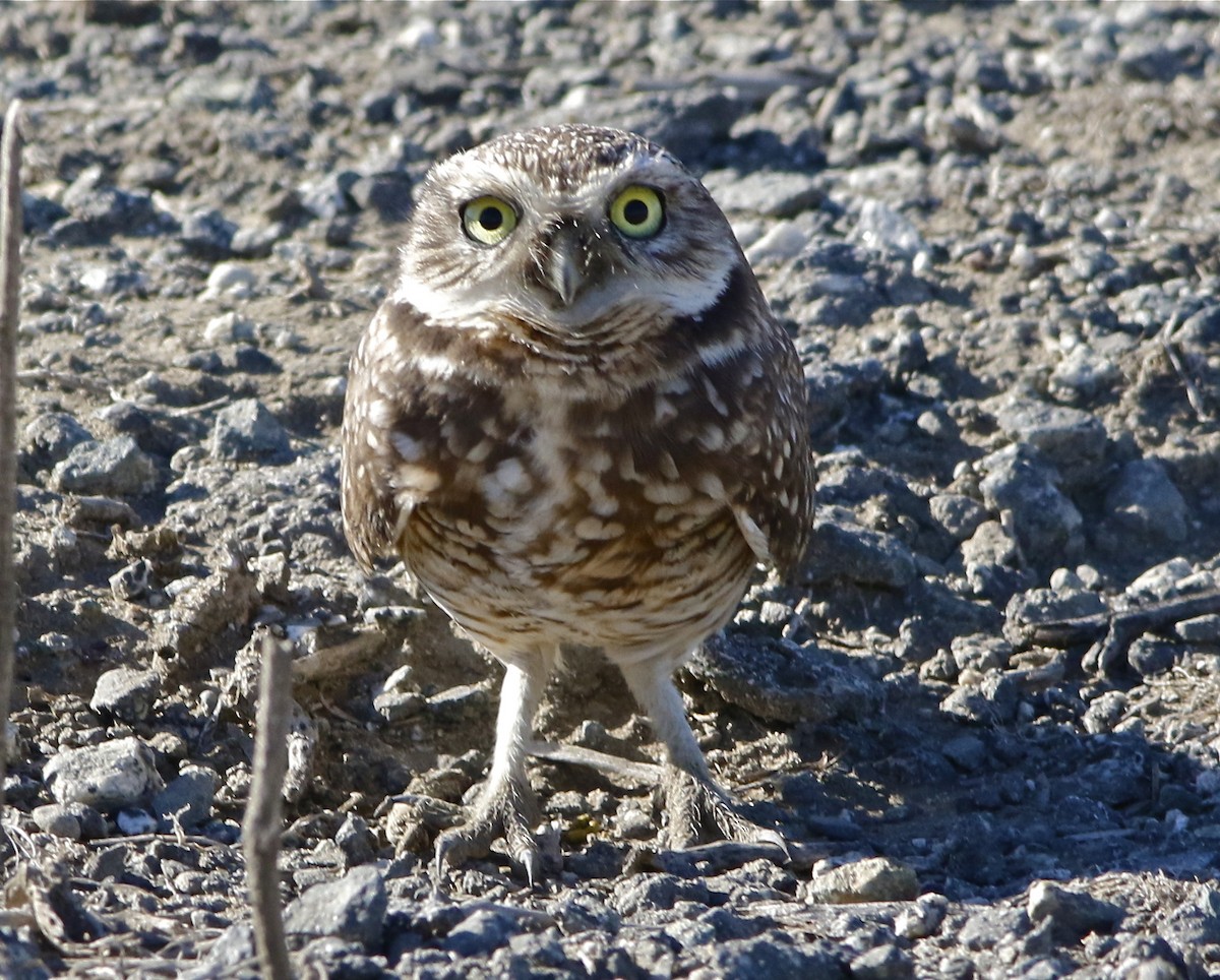 Burrowing Owl - Don Roberson