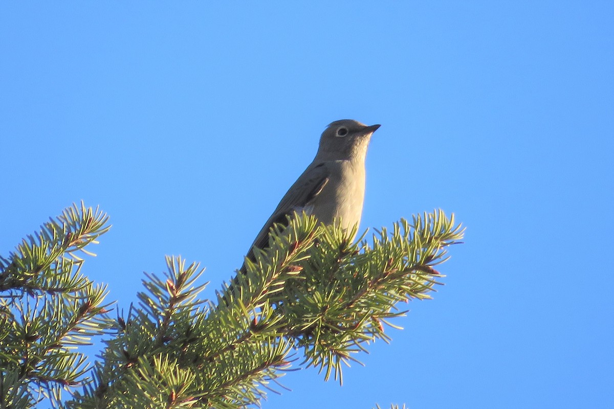 Townsend's Solitaire - ML188427331