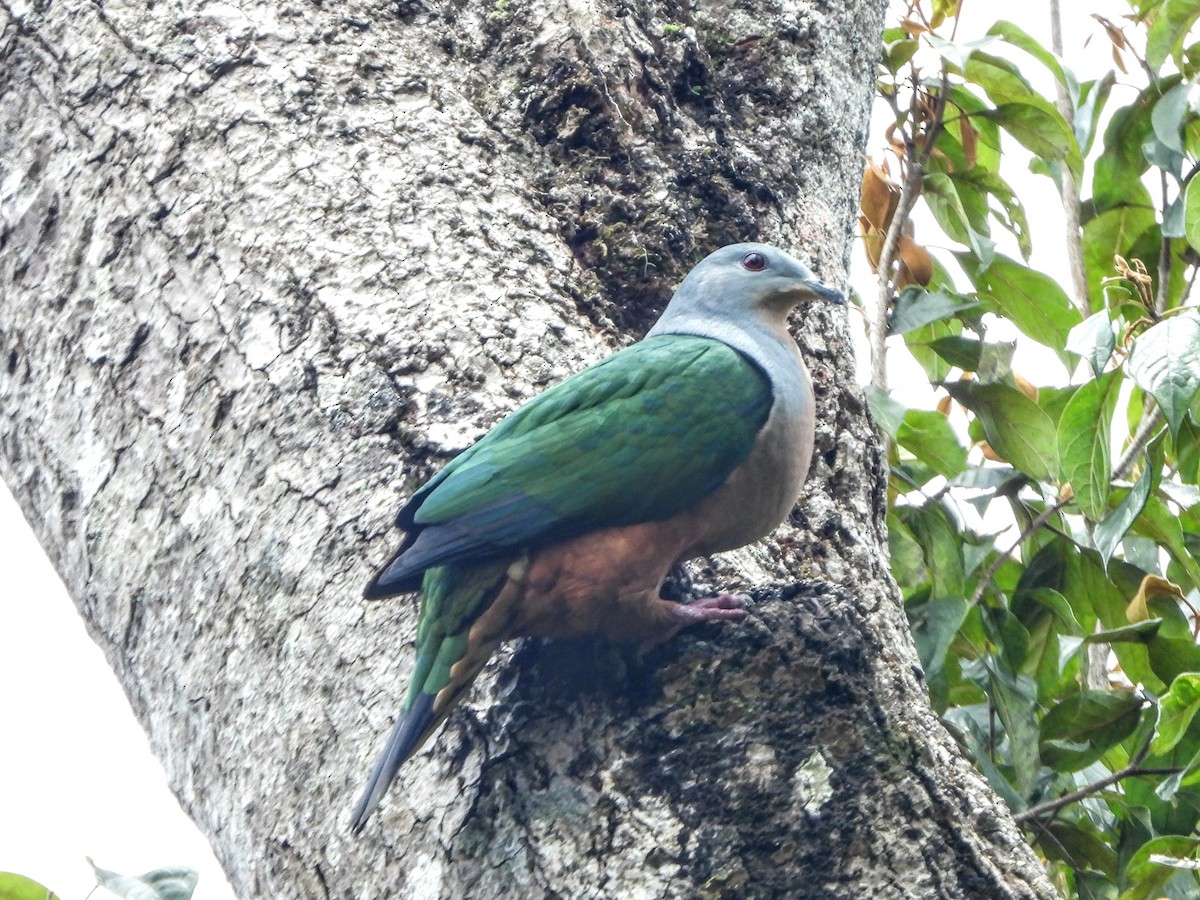 Rufescent Imperial-Pigeon - ML188429961
