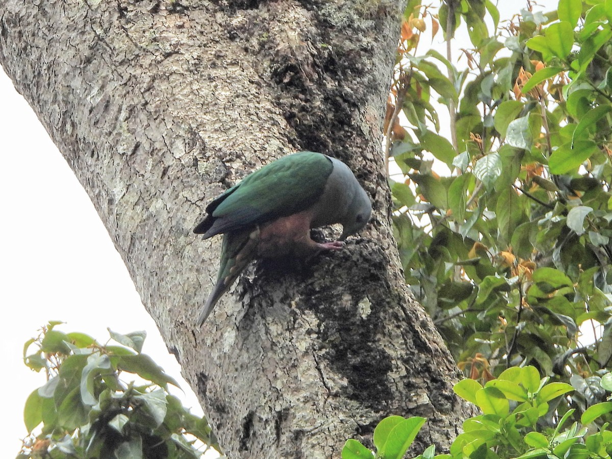 Rufescent Imperial-Pigeon - ML188432661