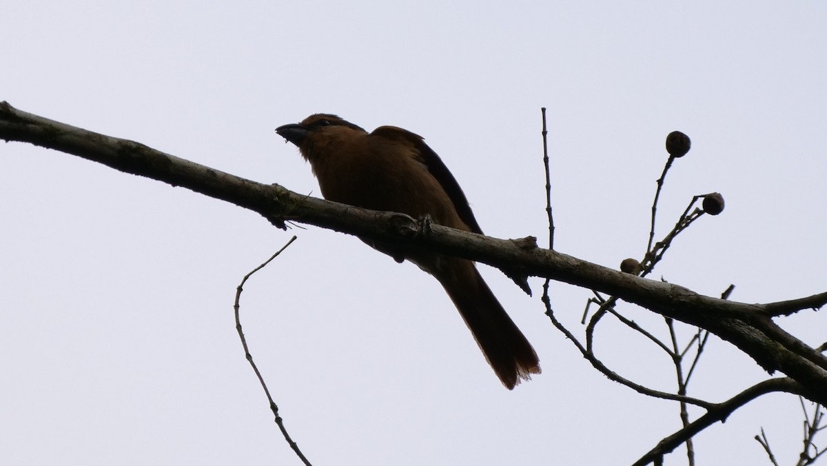 Brown Tanager - ML188438971