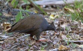 Orange-footed Megapode, ML188439021