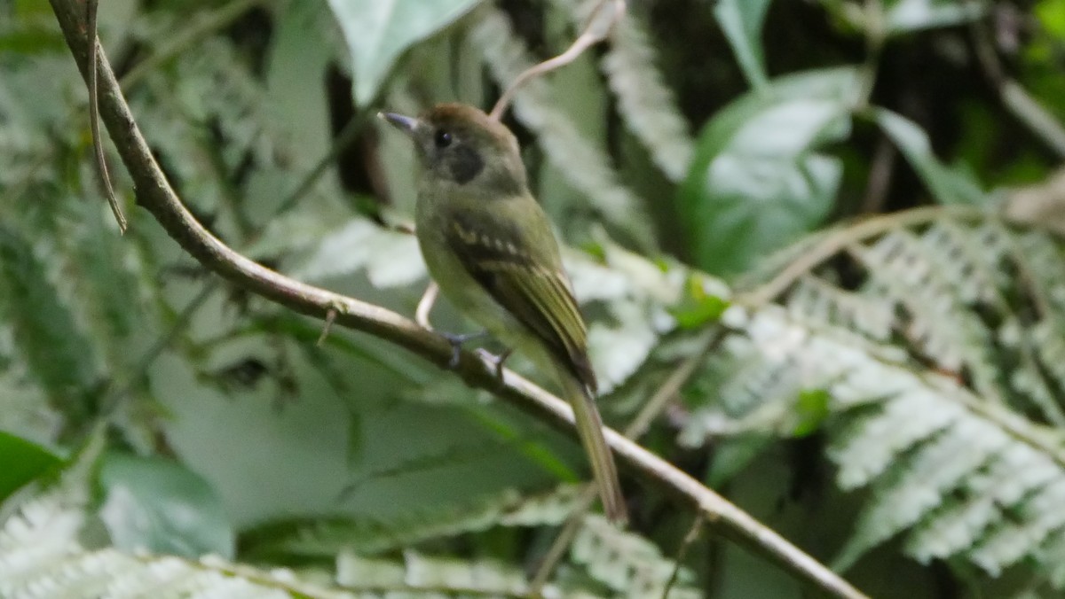 Sepia-capped Flycatcher - ML188443271