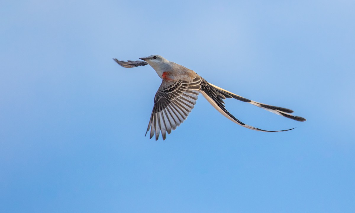 Scissor-tailed Flycatcher - ML188444451