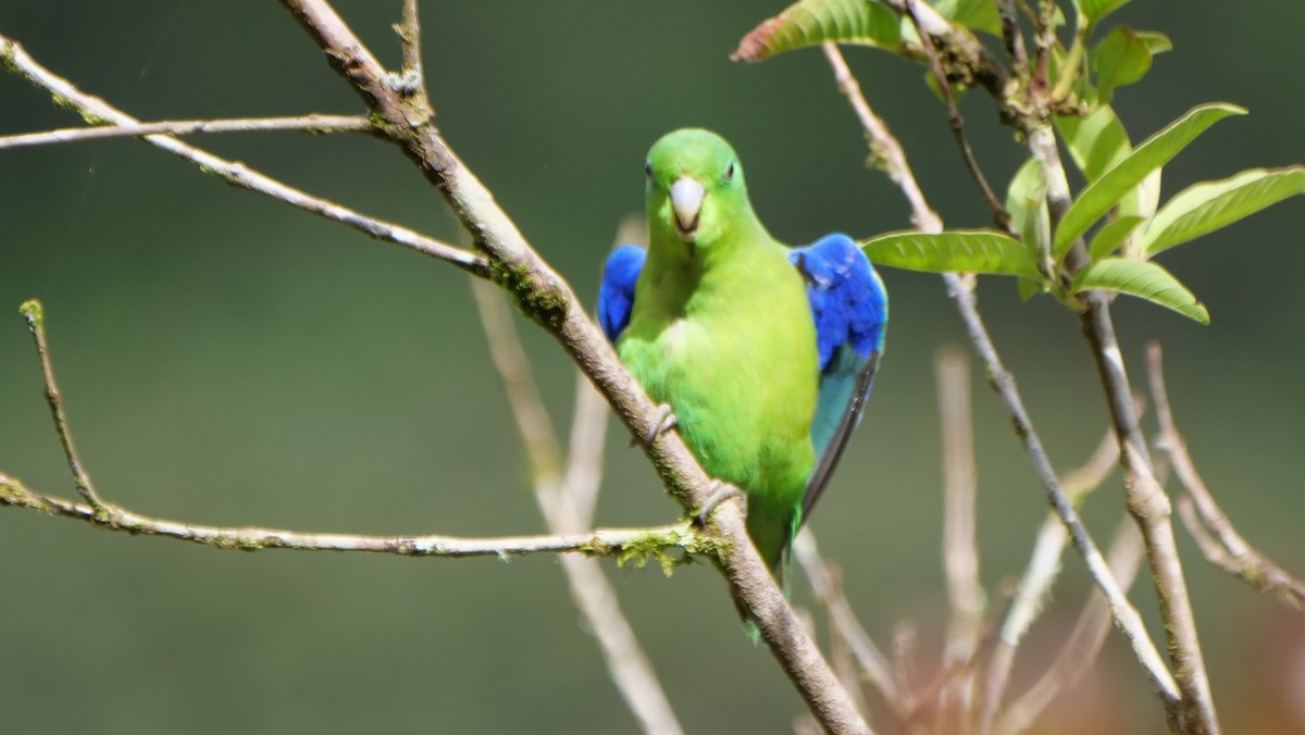 papoušíček modrokřídlý - ML188447881