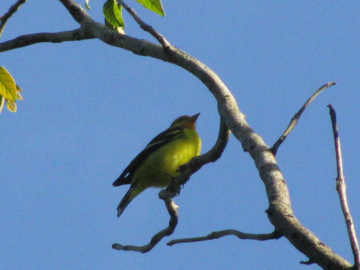 Western Tanager - ML188448551