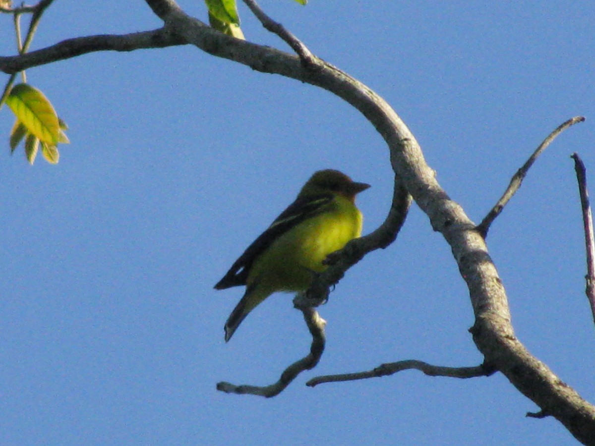 Western Tanager - ML188448601