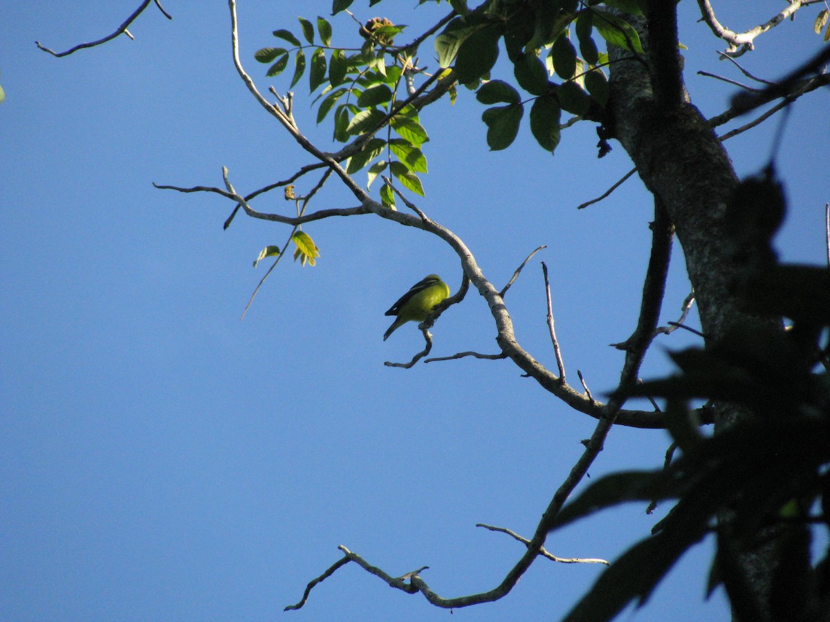 Western Tanager - ML188449001
