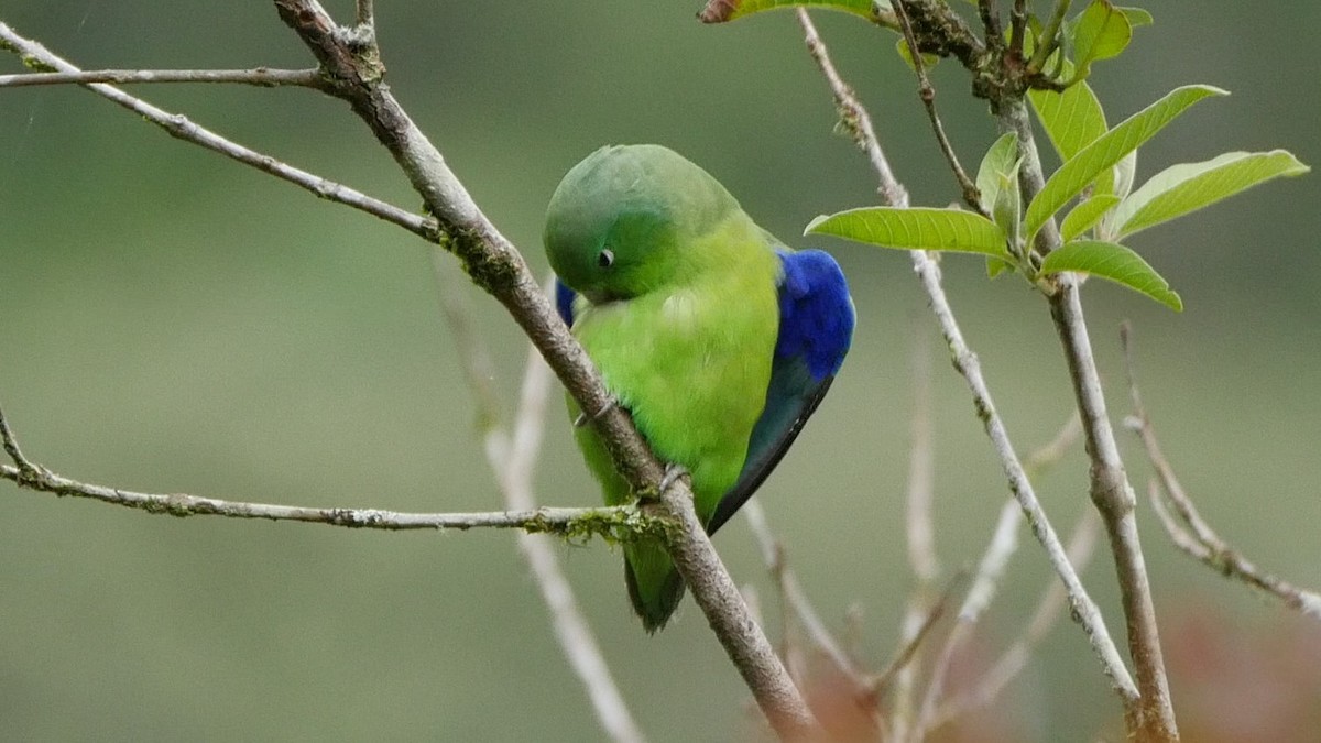 Папуга-горобець синьокрилий - ML188449381